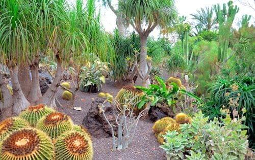 CACTARIUM Tenerife Jungle Park