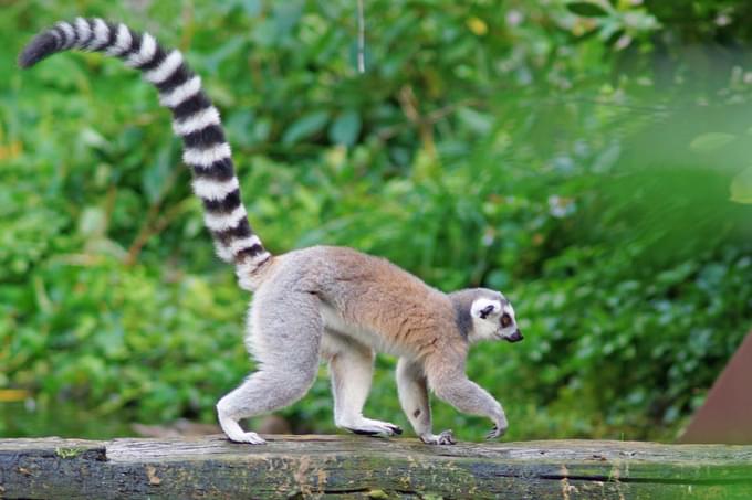 Ring-Tailed Lemur