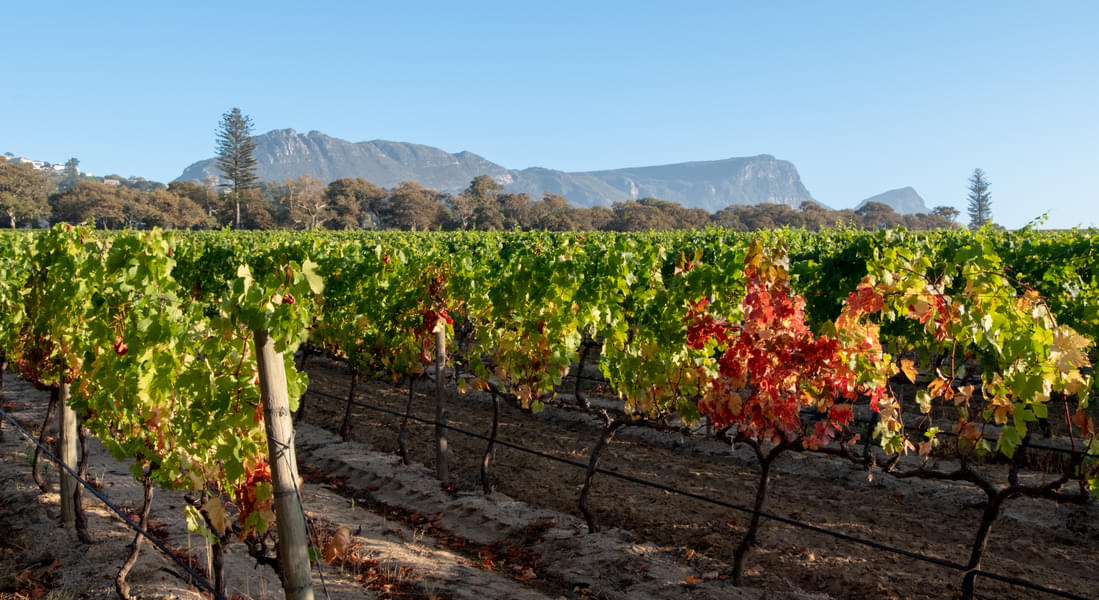Groot Constantia Wine Estate Tour Image