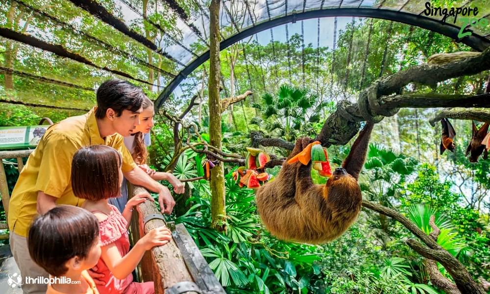Visit the Singapore Zoo that houses more than 300 species