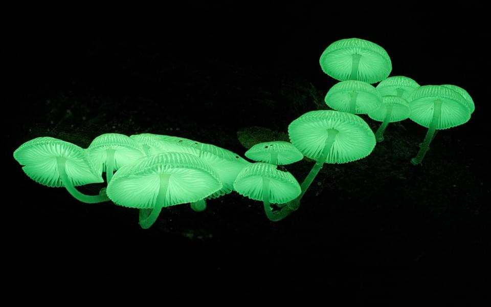 Evening Rainforest and Glow Worm Experience Image
