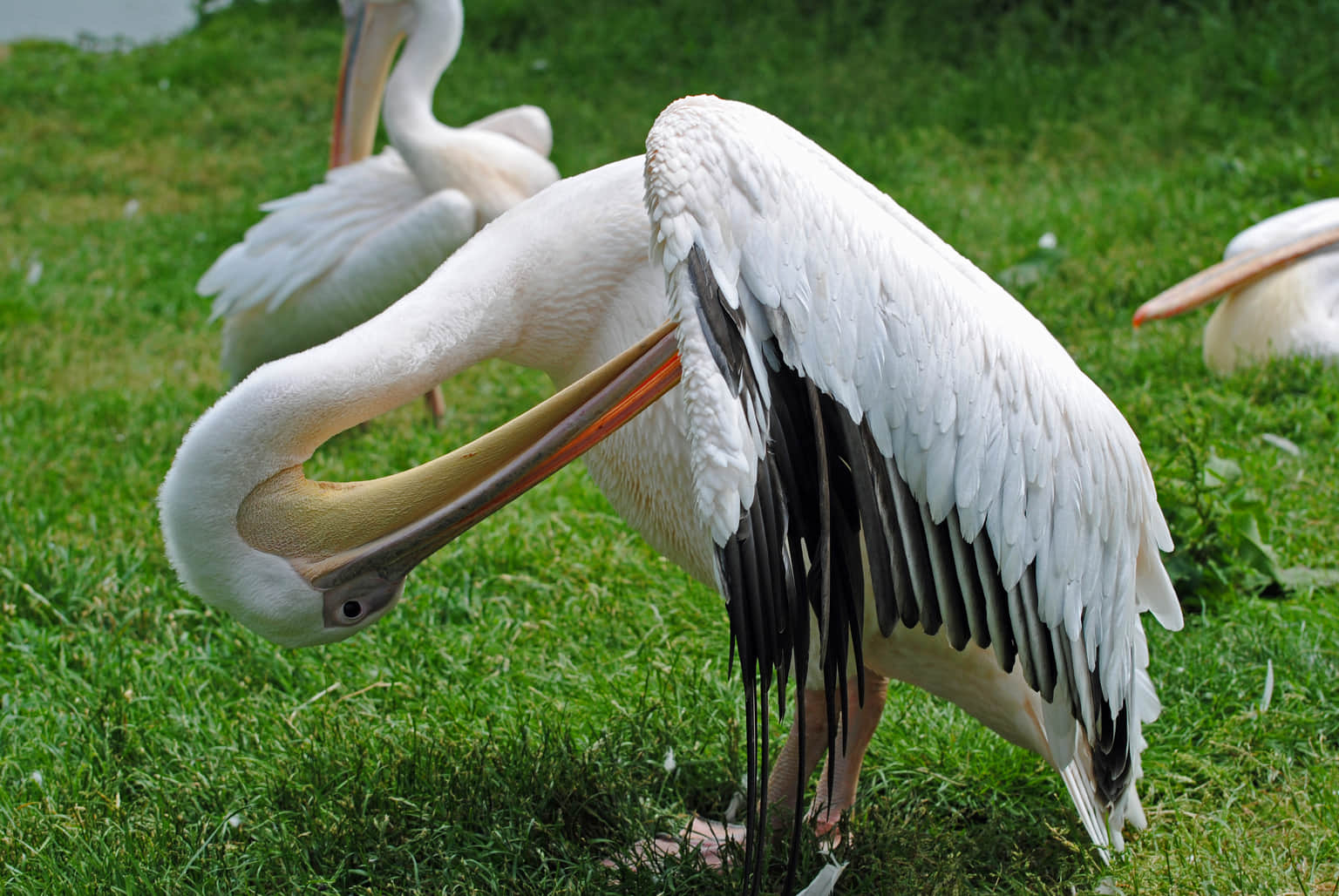 Blackpool Zoo, <em>England</em>