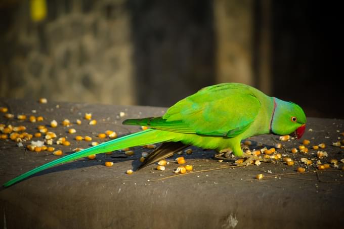 Phuket Bird Park