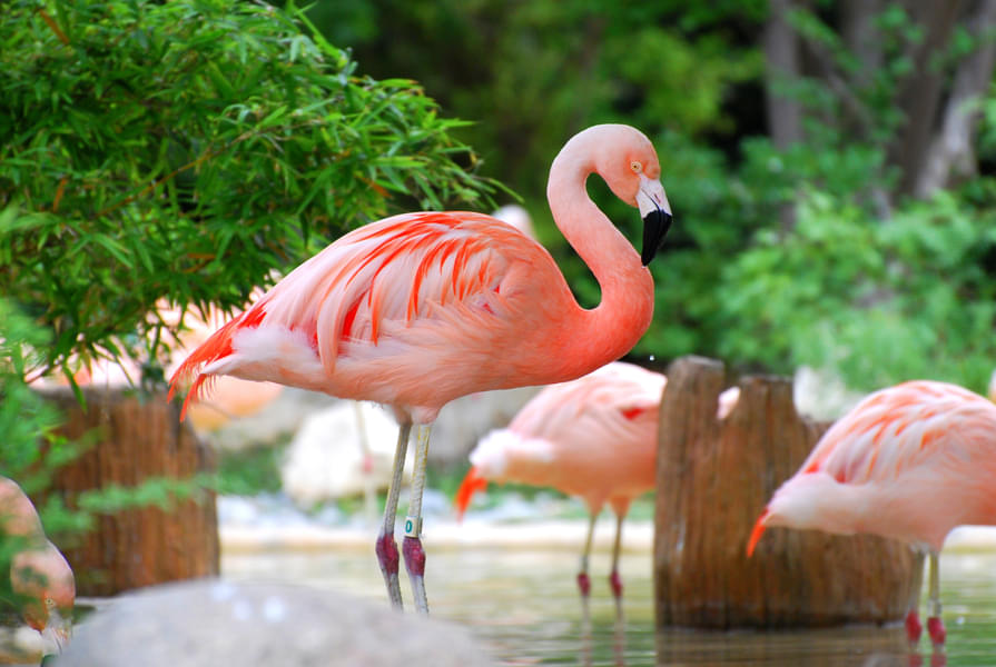 Learn about  Flamingos and their behaviours at the animal encounters