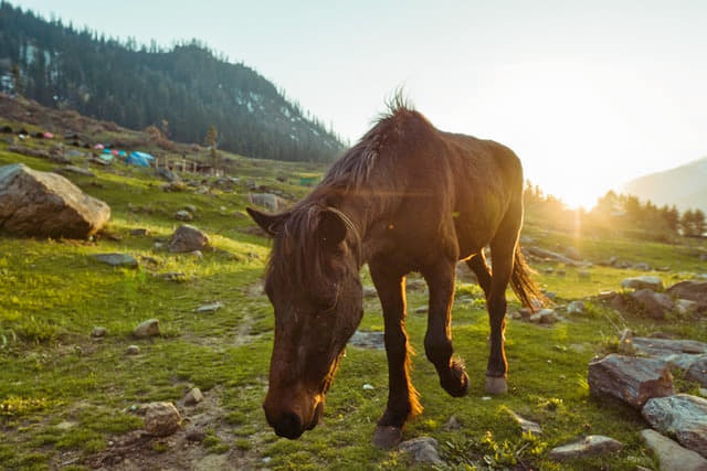 Horse Riding In Shimla Image