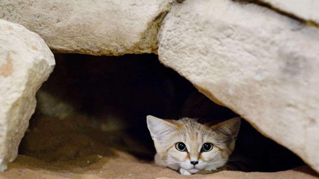 Arabian Sand Cat - Endangered species