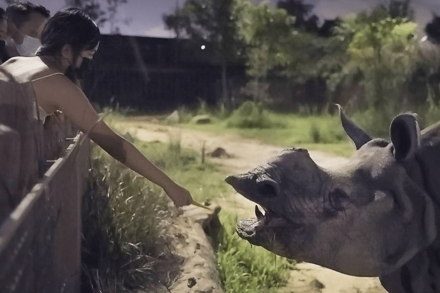 Indian Rhinoceros Feeding with Photo Bundle