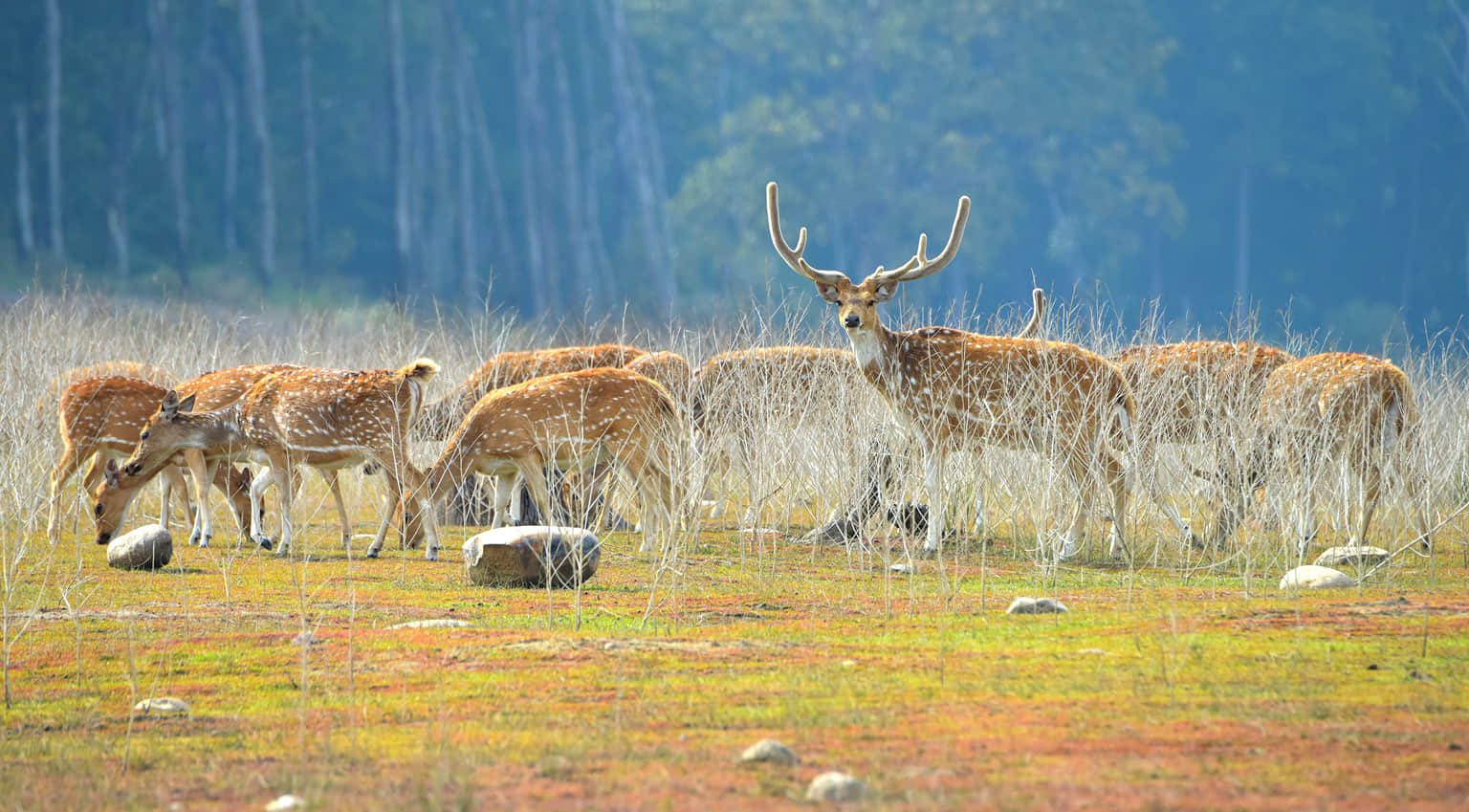 <em>Jim Corbett</em> Tour Packages From Chandigarh 