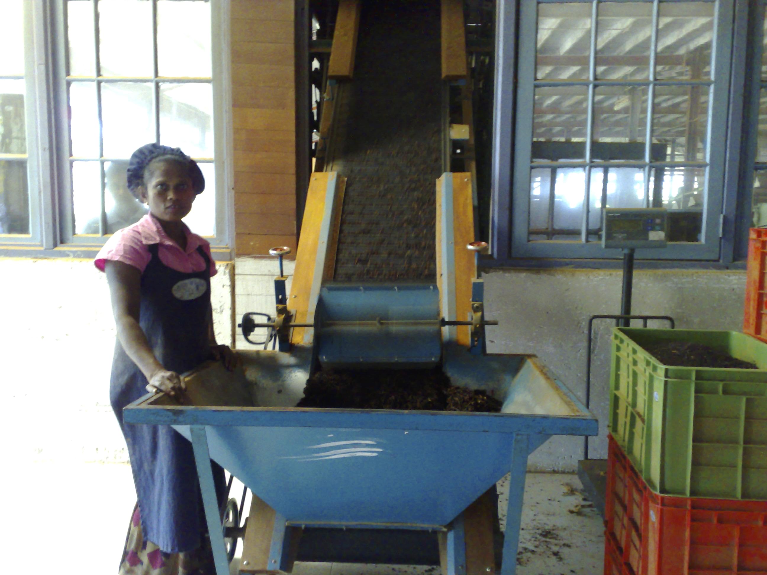Watch the Tea-Making Journey Closely