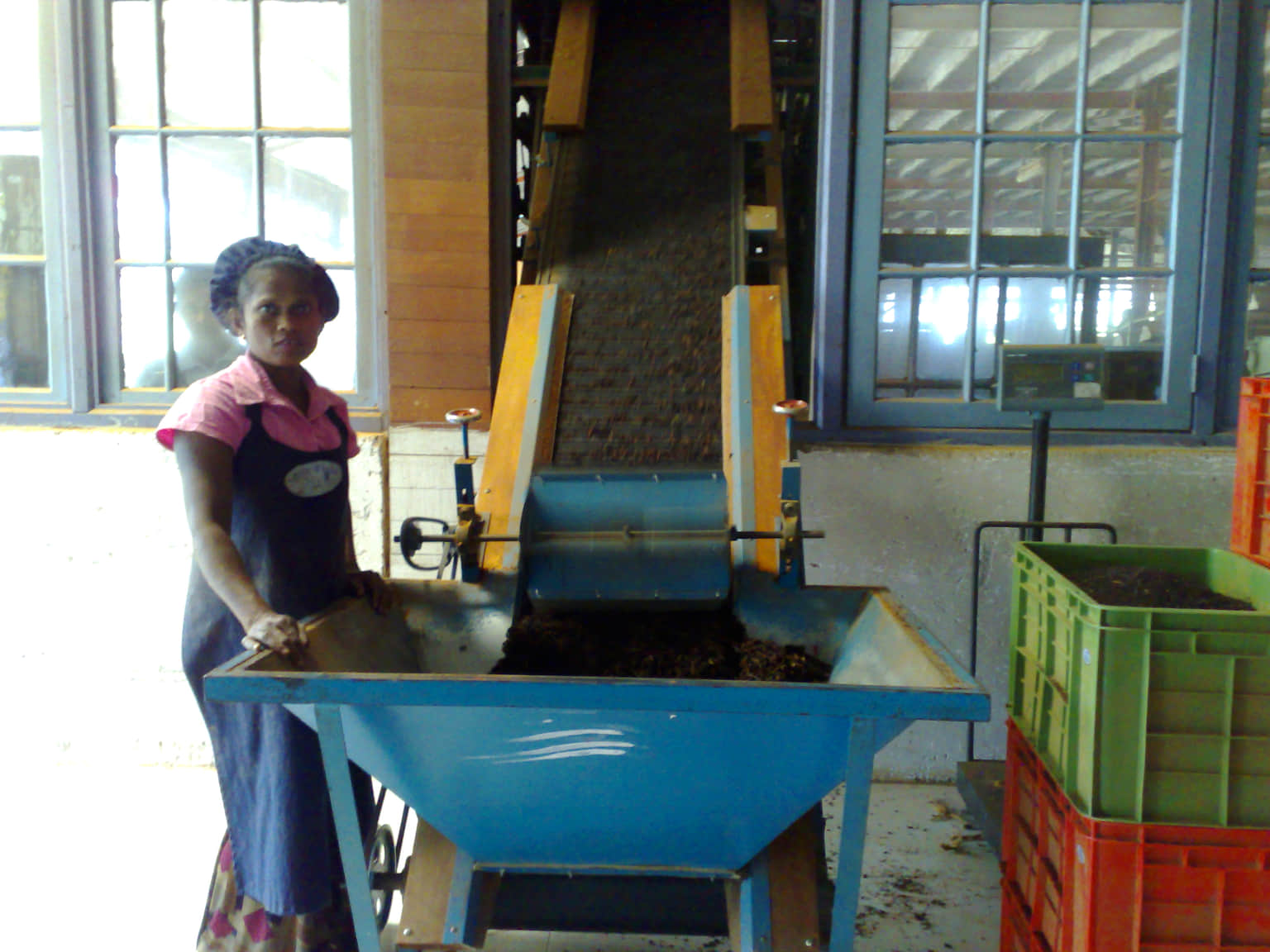 Watch the Tea-Making Journey Closely