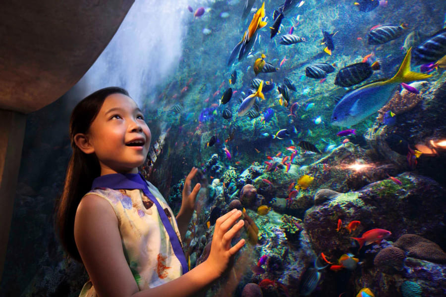 See how your kids admire the lovely aquatic life