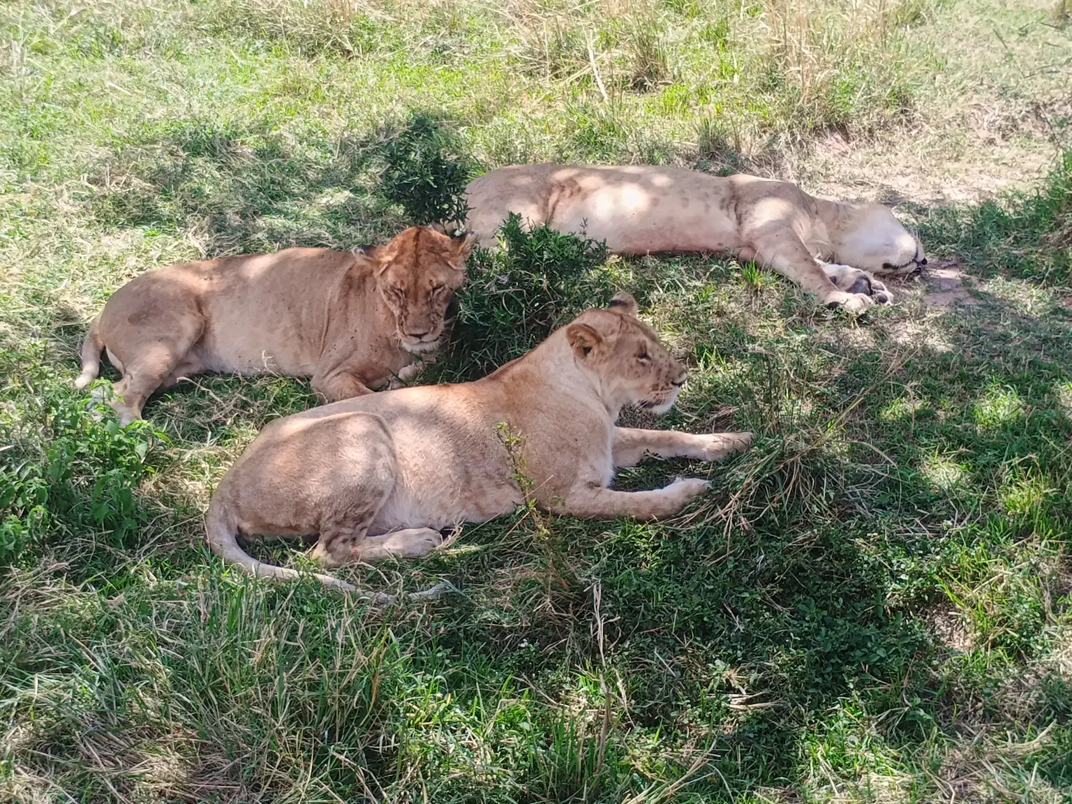 Photo from Sushant Palekar's trip