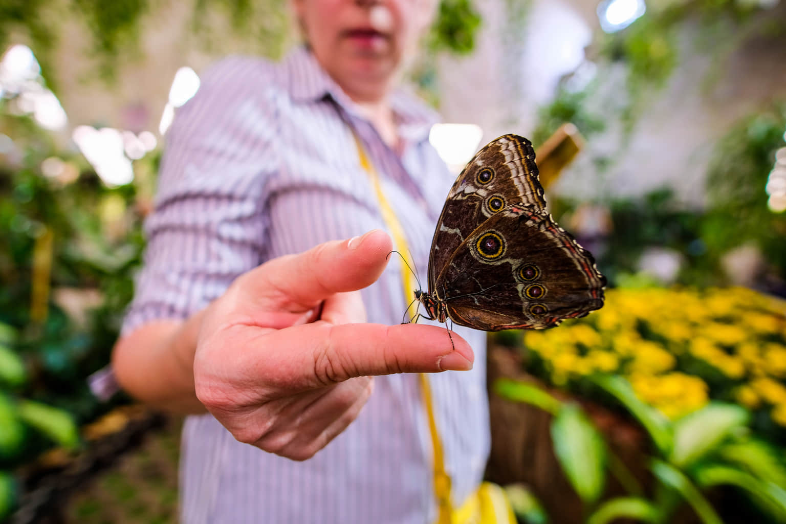 Click Pictures with Butterflies