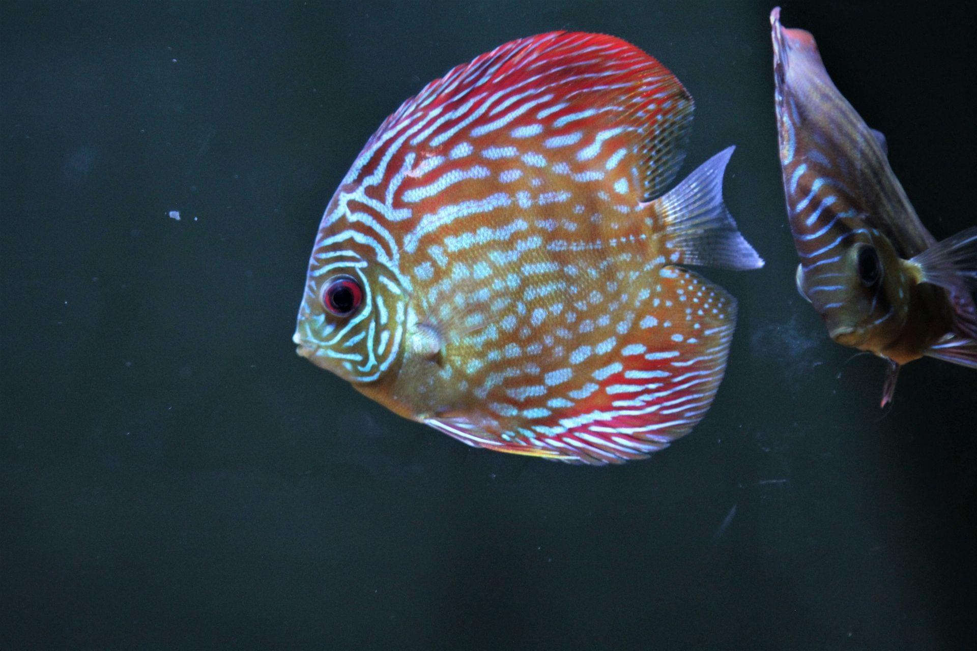 Blue Planet Aquarium