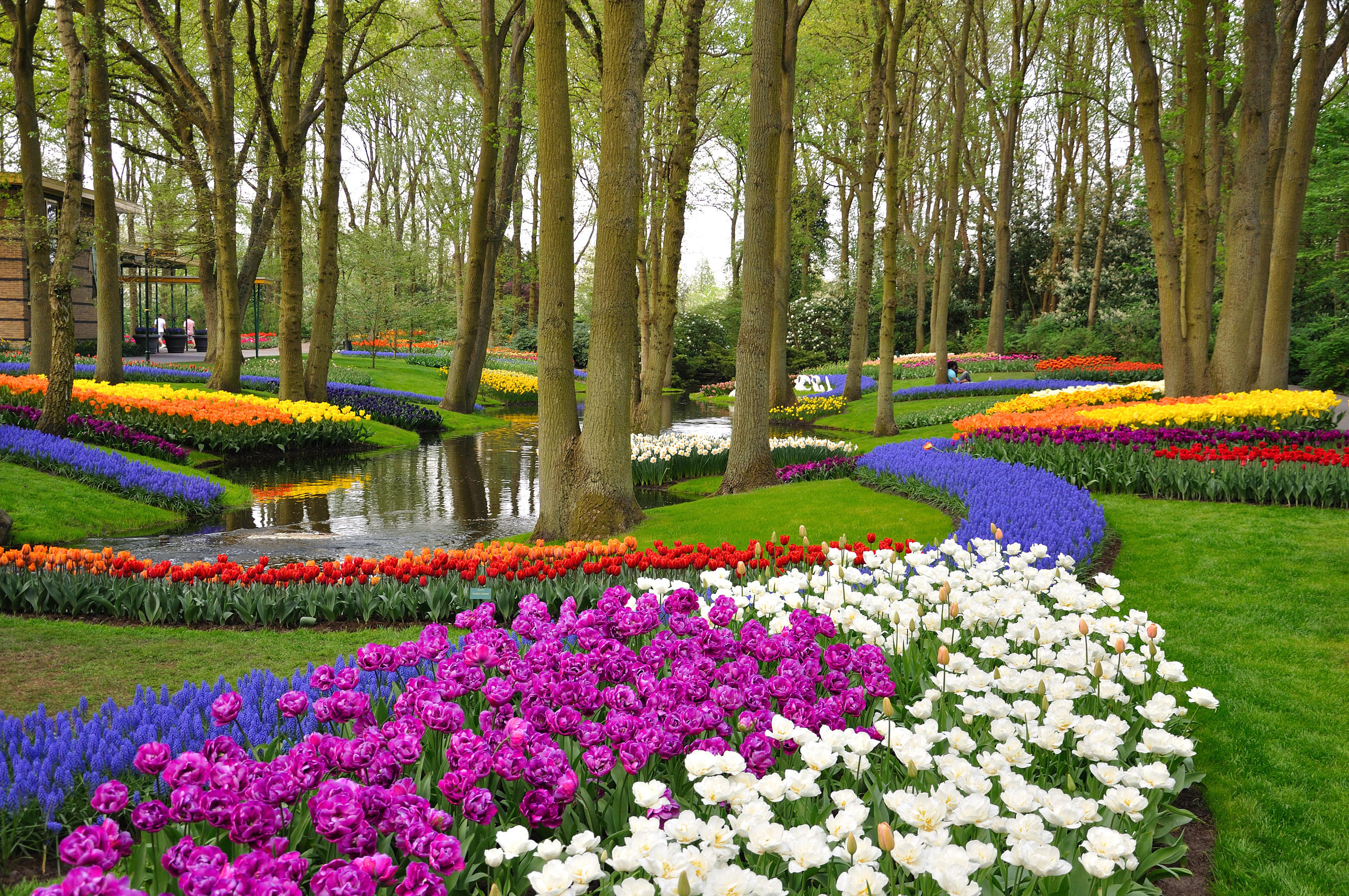 Tulips at Garden of Europe