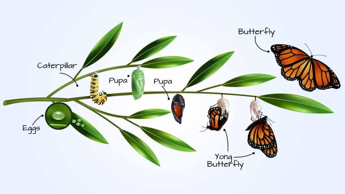 Educational Area at Dubai Butterfly Garden