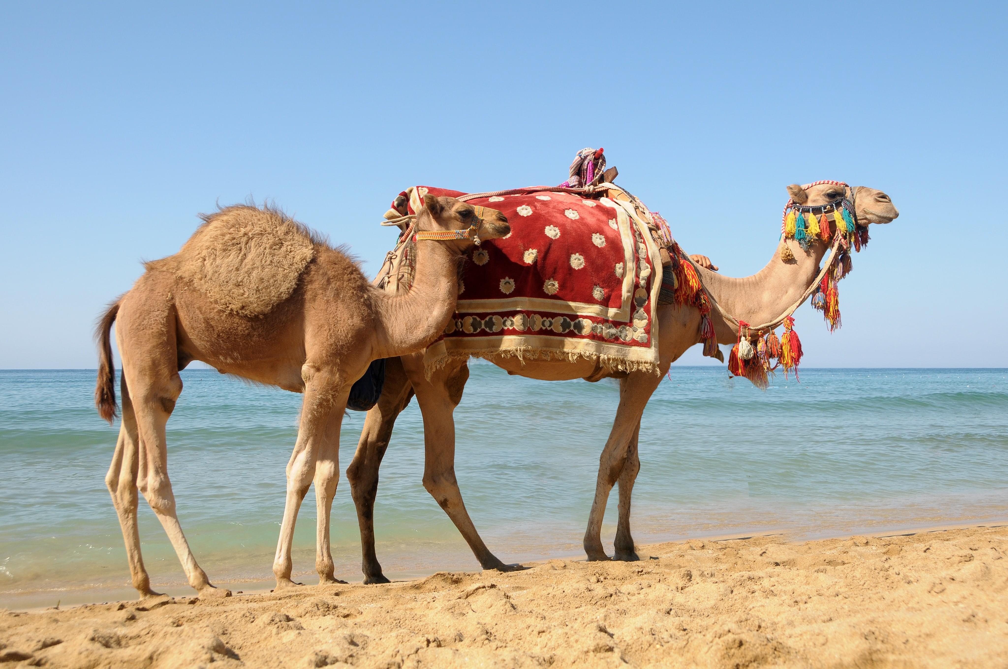 Camel Beach