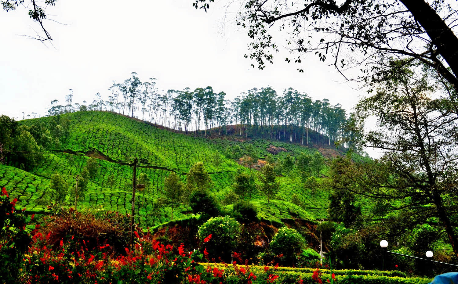 Blossom Park, <em>Munnar</em>