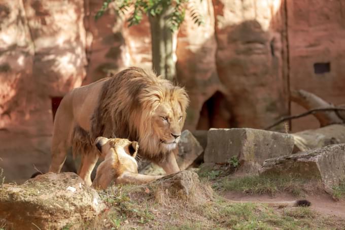 Lion in Brookfield Zoo