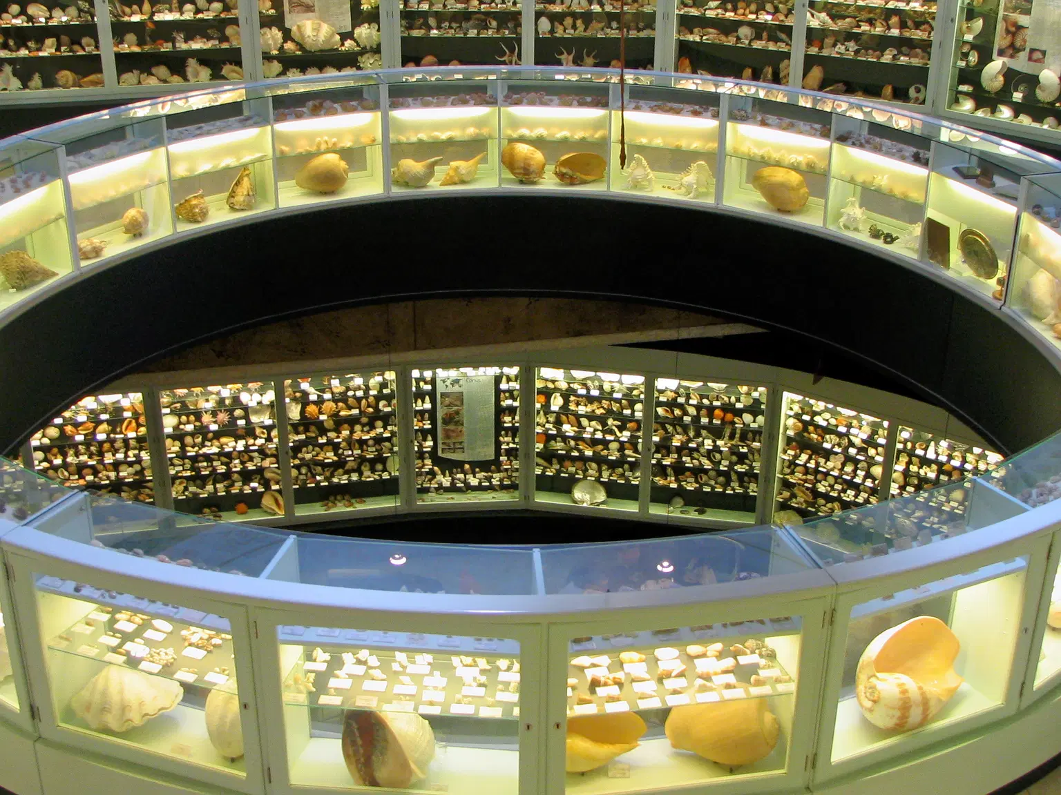 The Shell Museum