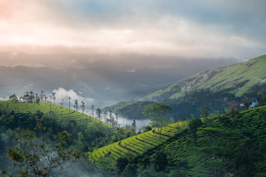 Camping in Munnar with Sunrise Jeep Safari Image