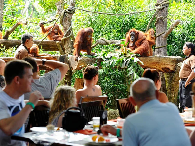 Have a fun time with the orangutans