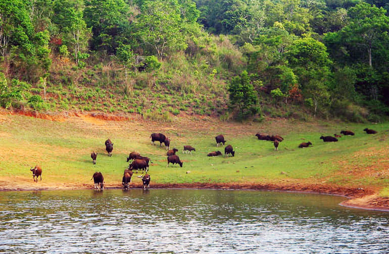 Enjoy Spotting Diverse Wildlife with Safari Ride