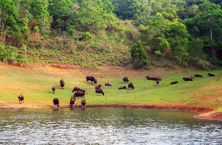 Enjoy Spotting Diverse Wildlife with Safari Ride