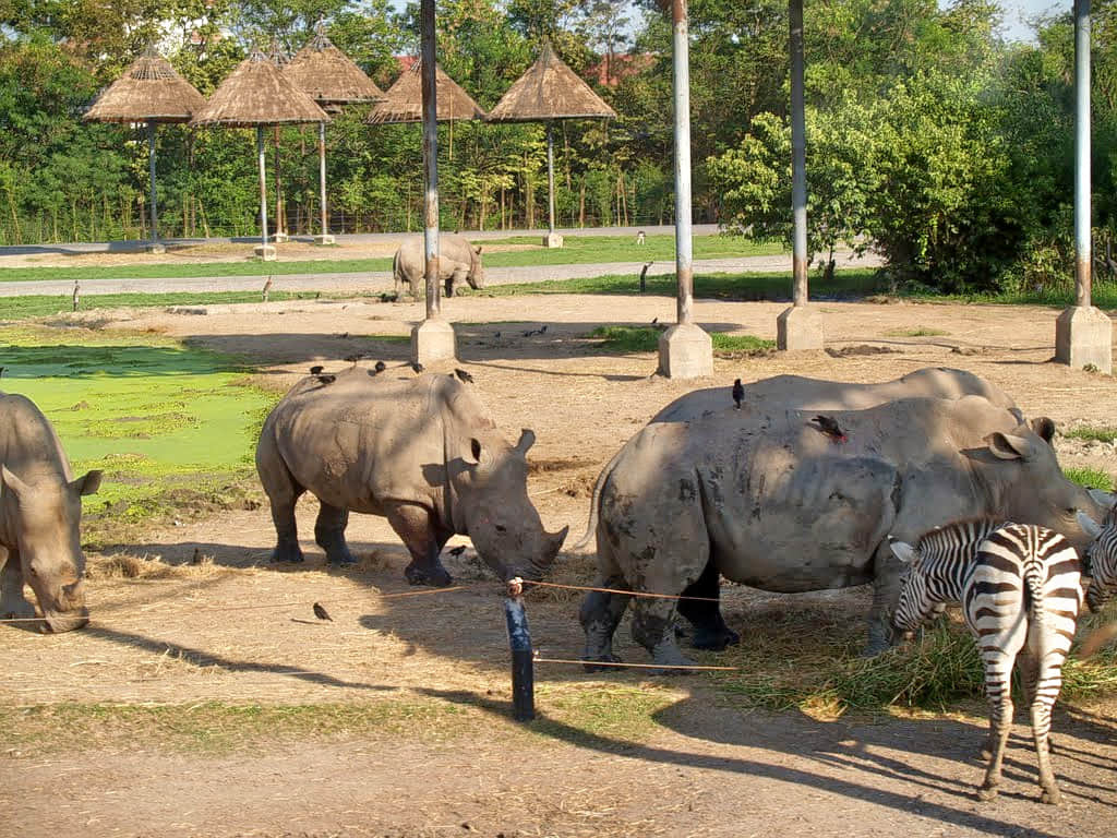 Safari World Zoo, <em>Thailand</em>