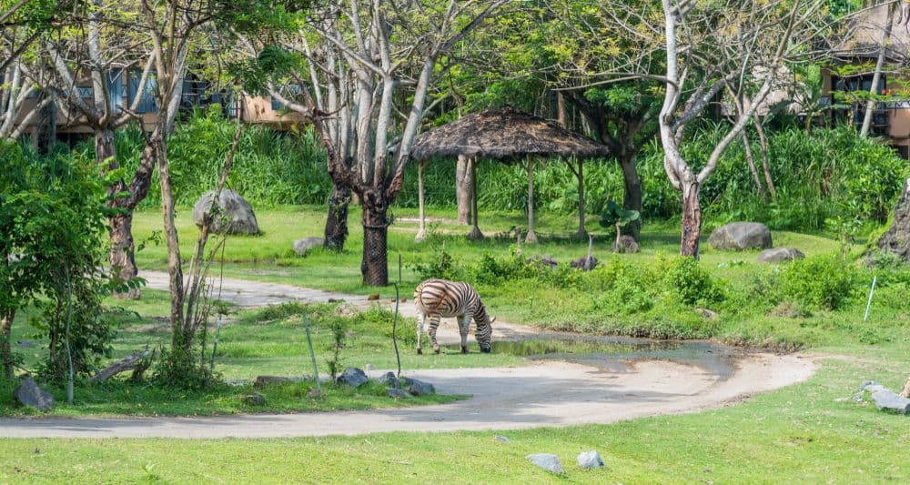 Thoiry ZooSafari