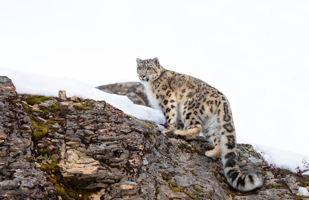 Snow Leopard Trek