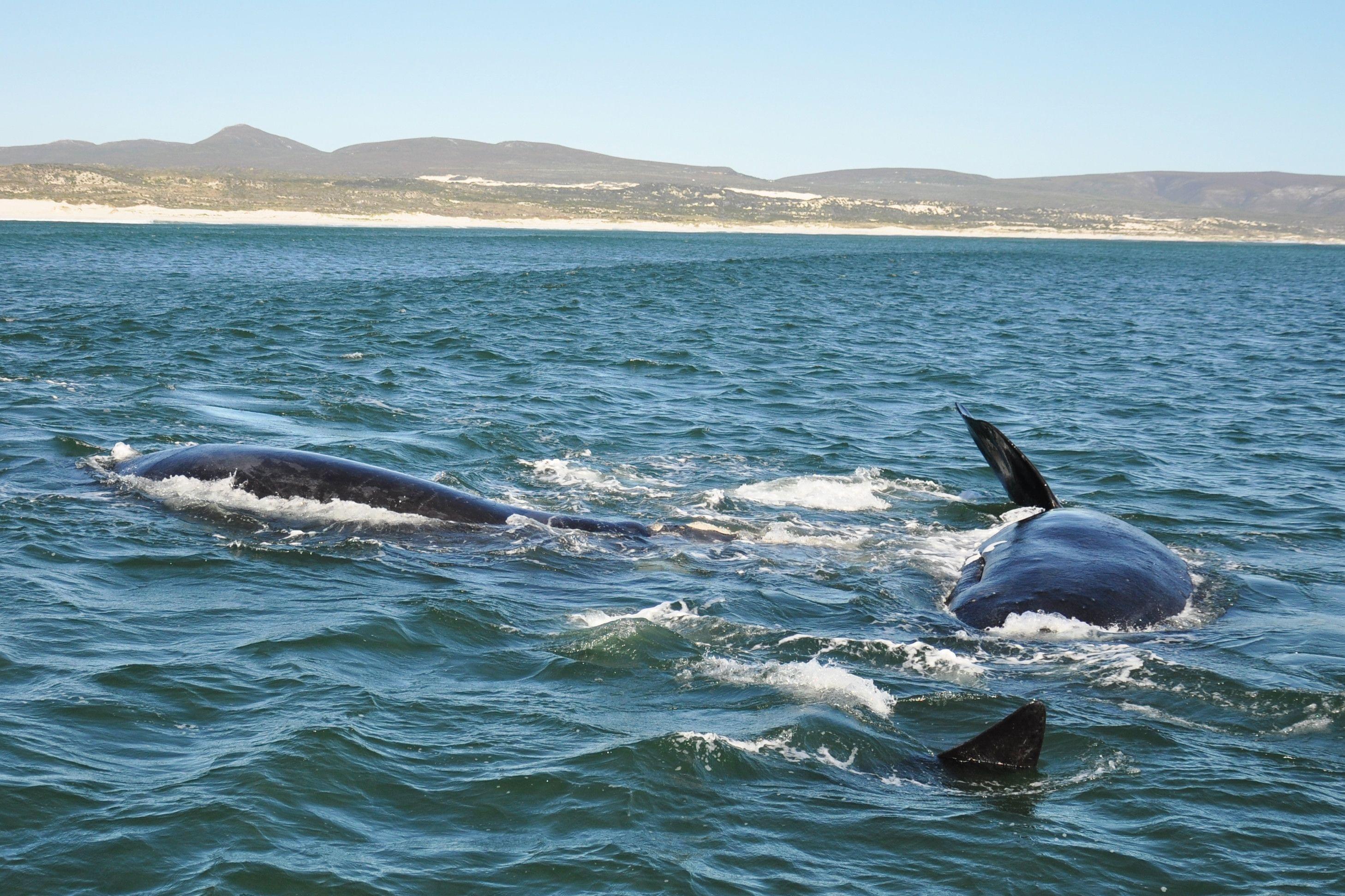 Hermanus Whale Watching Tours