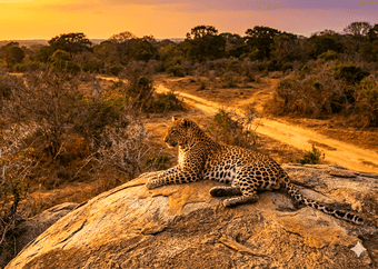 07 Day Sri Lankan Wildlife and Beach Tour Package