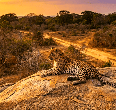 07 Day Sri Lankan Wildlife and Beach Tour Package