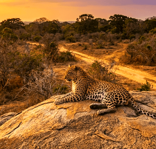 07 Day Sri Lankan Wildlife and Beach Tour Package