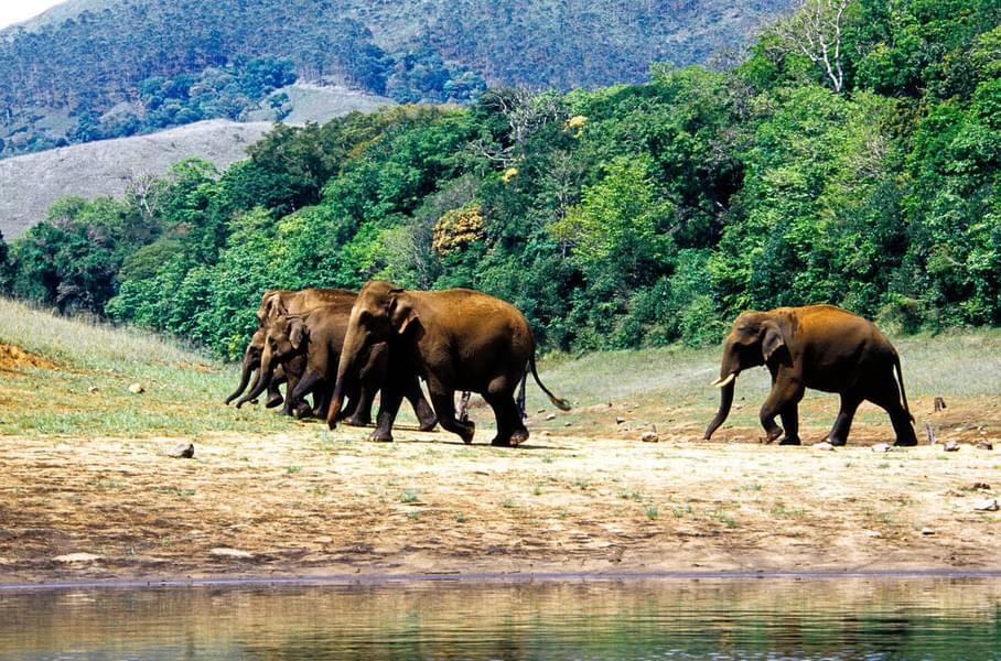 Periyar Tiger Reserve Trekking​ Image