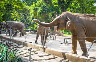 E2auyzf9havlwrdggf7b671etep5 1599046977 manila zoo