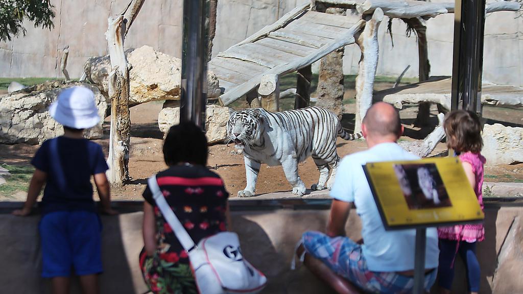 Spot the majestic White Tigers 