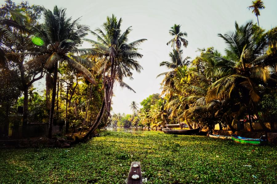 Escapade to Kerala | In the Lap of Nature Image