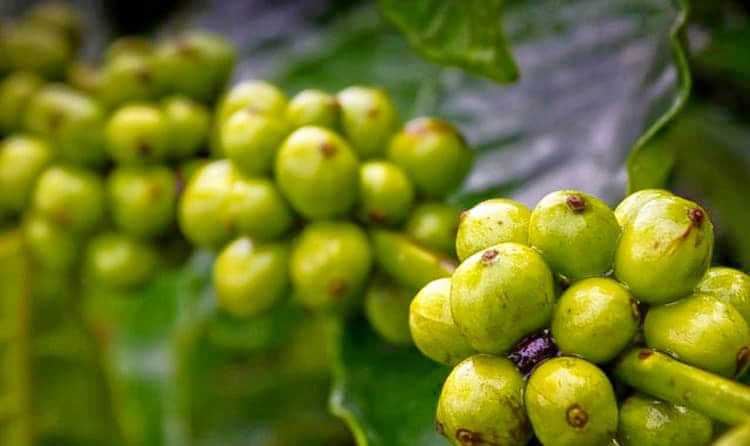 Coffee Plantation Visit, <em>Coorg</em>