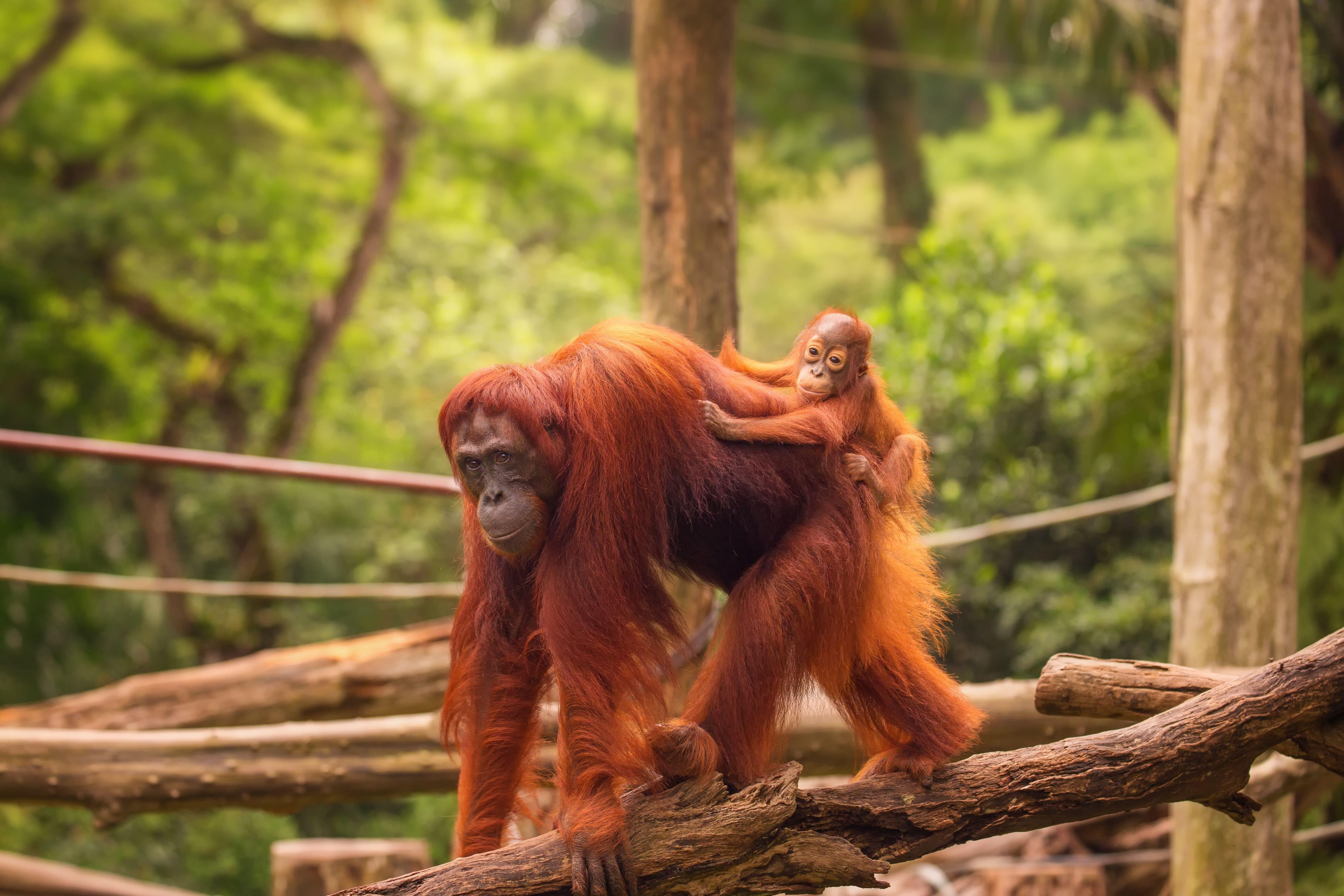 Singapore zoo