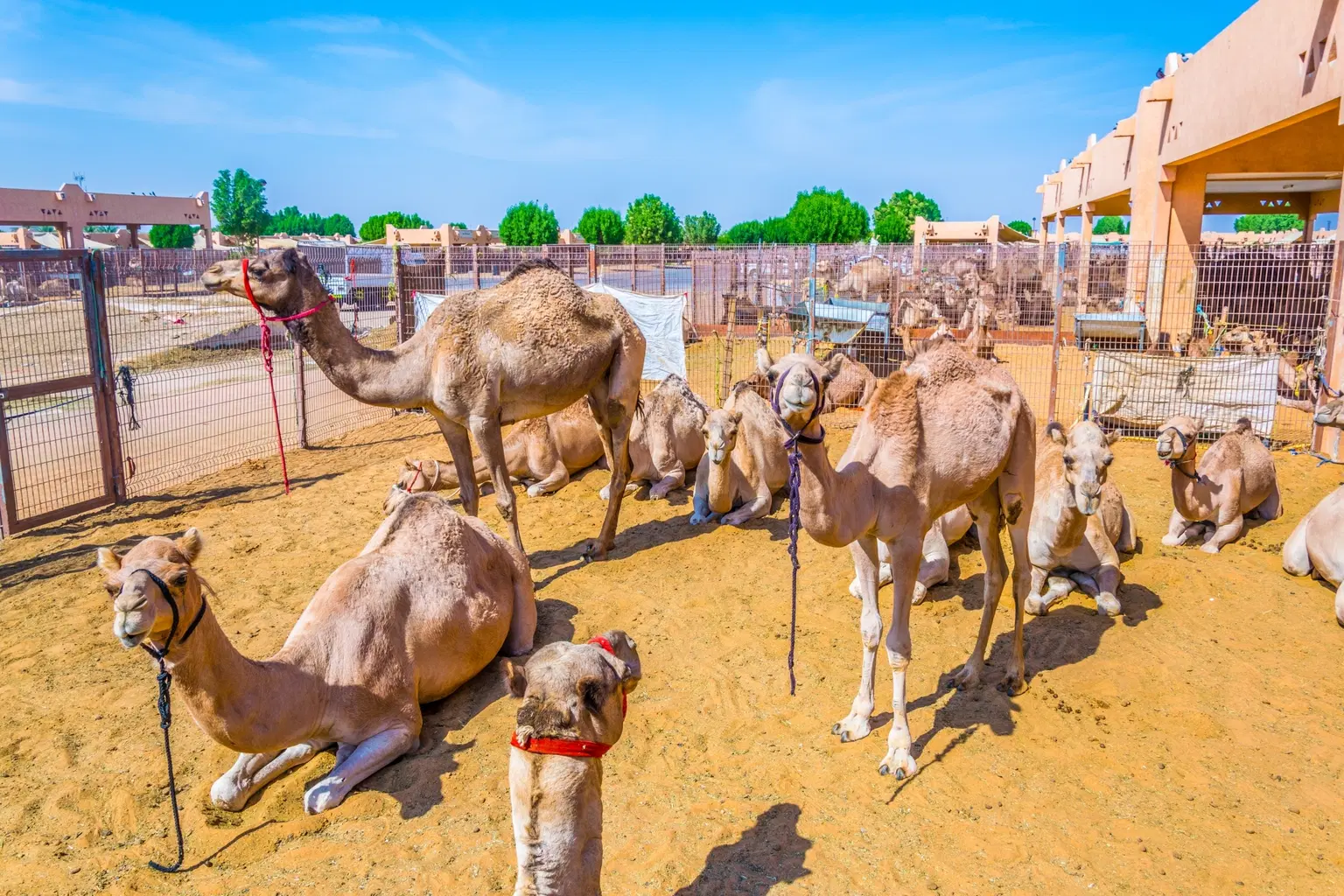Camel Trading