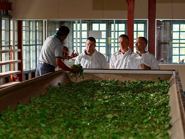 Experiential Tea Tour of Assam Image