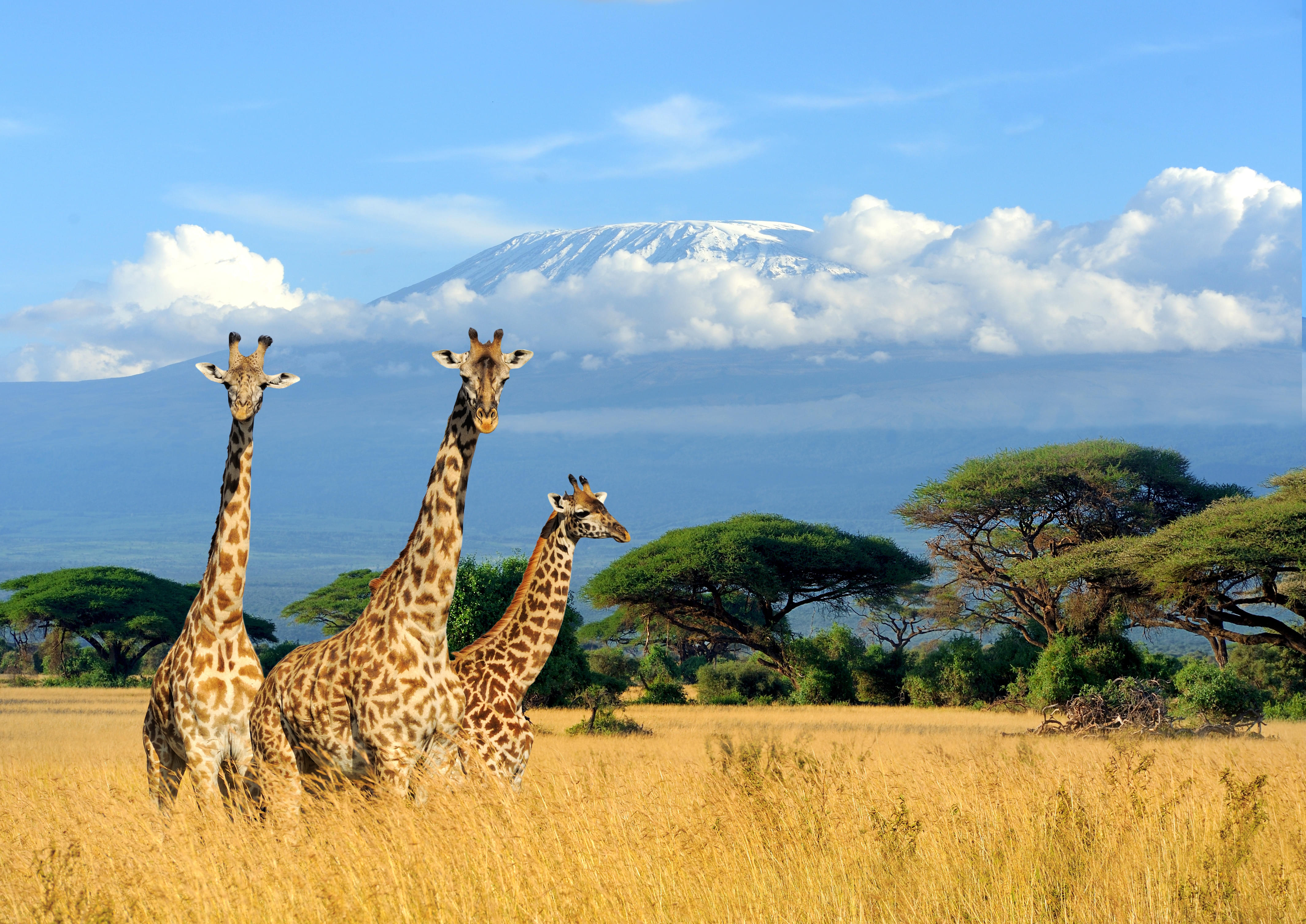 Africa Tour Packages | Upto 50% Off May Mega SALE
