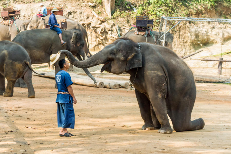 Elephant Nature Park Chiang Mai Image