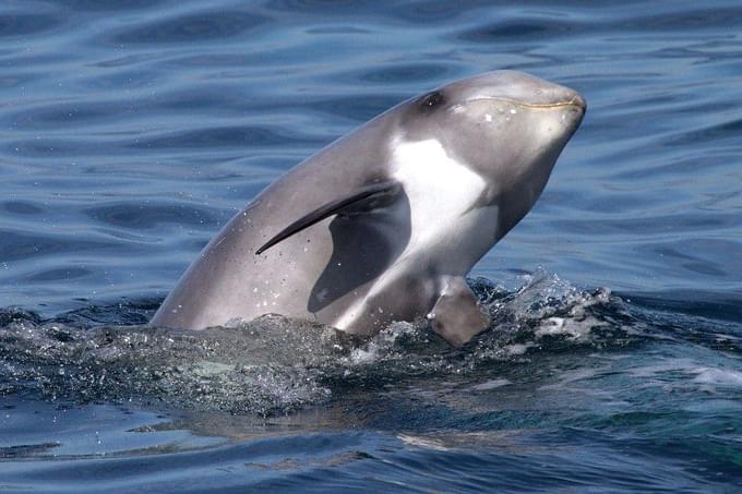 Risso's Dolphin