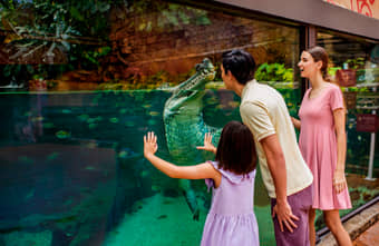 river safari animals