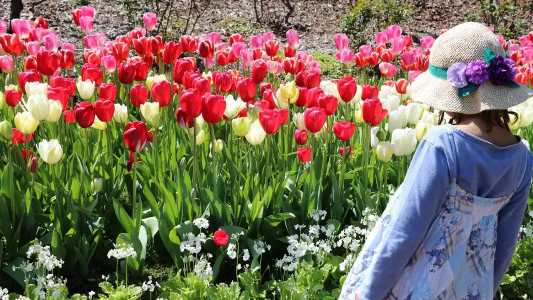 Araluen Botanic Park Tour, Perth Image