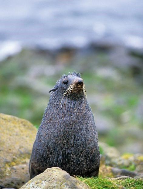 Northern Fur Seal