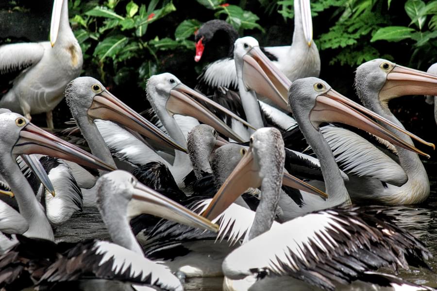 Pelican Feeding at Bali Bird Park
